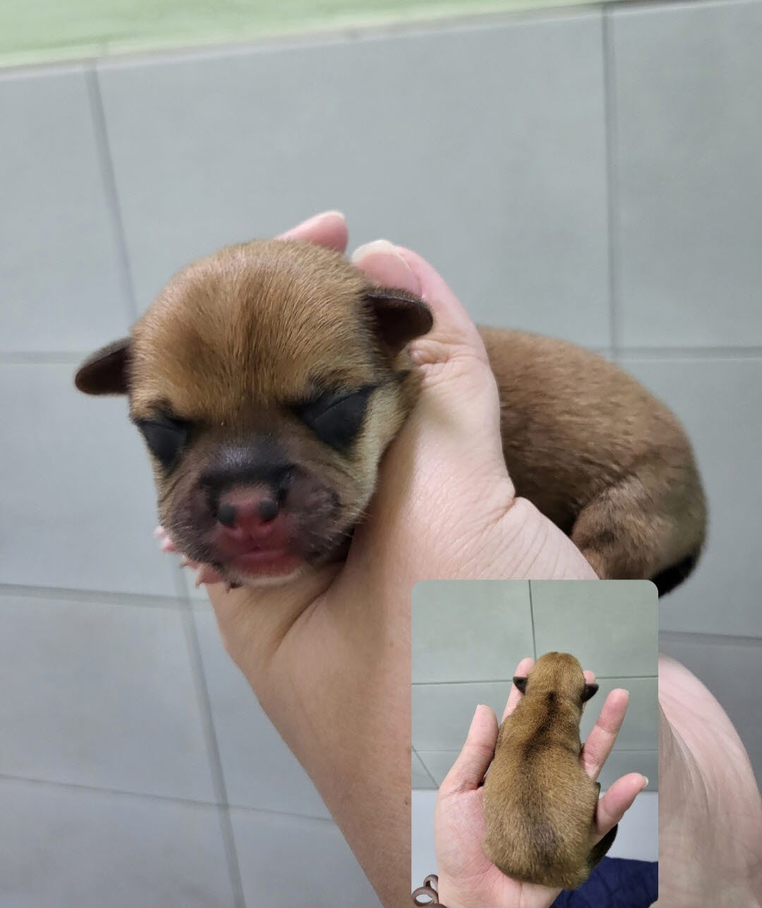 믹스견 이미지 파일 입니다.